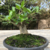 Adenium Arabicum EC - Ermerald Crown