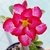 Kit 5 mudinhas de Rosa do Deserto de 8 a 15 cm - Cores variadas - loja online