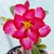 Kit 50 mudinhas de Rosa do Deserto de 8 a 15 cm - Cores variadas (cópia) - loja online