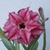 Imagem do Kit 50 mudinhas de Rosa do Deserto de 8 a 15 cm - Cores variadas