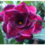 Muda Rosa do Deserto de enxerto com flor tripla - BLACK DRAGON 772