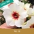 Muda Jovem de Rosa do Deserto de enxerto com flor simples na cor Branca- NR 12
