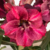 Muda Rosa do Deserto de enxerto com flor Dobrada Matizada - SERENA NS-703