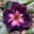 Muda Rosa do Deserto de enxerto com flor dobrada na cor Roxa com lilás - Manu