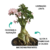5 Kg Adubo Fertilizante Phusion Para Rosa do Deserto Cudex Grosso e Floração na internet