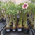 Muda Jovem de Rosa do Deserto de enxerto com flor Simples na cor Matizada - Okumura - comprar online