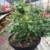 Rosa do Deserto PENDENTE adulta com 6 anos - RD Garden Center | Rosas do Deserto e Flor do Deserto