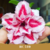 Muda de Rosa do Deserto de enxerto com flor Tripla na cor Branca/ Pink matizada RC 510