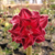 Muda Rosa do Deserto de enxerto com flor tripla na cor Roxa Matizada - RIHANNA EV200/21