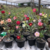 Kit 5 mudinhas de Rosa do Deserto de 8 a 15 cm - Cores variadas - RD Garden Center | Rosas do Deserto e Flor do Deserto