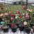 Kit 50 mudinhas de Rosa do Deserto de 8 a 15 cm - Cores variadas (cópia) - RD Garden Center | Rosas do Deserto e Flor do Deserto