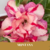 Muda Rosa do Deserto de enxerto com flor tripla na cor Rosa Matizada - MONTANA