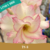 Muda Jovem de Rosa do Deserto de enxerto com flor dobrada na cor Branca Matizada -TS 8