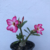 Muda Rosa do Deserto de semente com flor simples na cor Rosa - comprar online