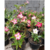 Kit com 5 sementes de flor simples na cor rosa para produção de cavalos para enxertia na internet