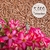 Kit com 5.000 sementes de flor simples na cor rosa para produção de cavalos para enxertia