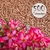 Kit com 500 sementes de flor simples na cor rosa para produção de cavalos para enxertia