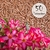 Kit com 50 sementes de flor simples na cor rosa para produção de cavalos para enxertia