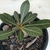 Adenium Socotranum - Legítima - comprar online