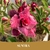 Muda Rosa do Deserto de enxerto com flor tripla na cor Roxa Matizada - SUNTRA