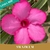 Muda de Rosa do Deserto de enxerto com flor Simples na cor Rosa - SWAZICUM