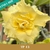 Muda de Rosa do Deserto de enxerto com flor Tripla na cor Amarela - Redonda TP-13