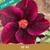 Muda de Rosa do Deserto de enxerto com flor Simples na cor Roxa com risco Vermelho - TP-01