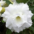 Muda de Rosa do Deserto de enxerto com flor tripla na cor Branca - TS 274