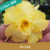 Muda Jovem de Rosa do Deserto de enxerto com flor dobrada na cor amarela - TS-316