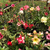 Kit com 50 mudas de Rosa do Deserto de sementes de 20 a 30 cm - Flores simples, dobradas e triplas. Cores variadas na internet
