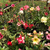 Kit com 30 mudas de Rosa do Deserto de sementes de 20 a 30 cm - Flores simples, dobradas e triplas. Cores variadas na internet