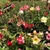 Kit com 50 mudas de Rosa do Deserto de sementes de 15 a 20 cm - Flores simples, dobradas e triplas. Cores variadas na internet