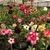 Kit com 10 mudas de Rosa do Deserto de sementes de 20 a 30 cm - Flores simples, dobradas e triplas. Cores variadas - RD Garden Center | Rosas do Deserto e Flor do Deserto