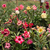 Kit com 10 mudas de Rosa do Deserto de sementes de 20 a 30 cm - Flores simples, dobradas e triplas. Cores variadas - loja online