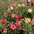 Kit com 50 mudas de Rosa do Deserto de sementes de 20 a 30 cm - Flores simples, dobradas e triplas. Cores variadas - loja online