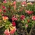 Imagem do Kit com 10 mudas de Rosa do Deserto de sementes de 20 a 30 cm - Flores simples, dobradas e triplas. Cores variadas