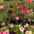 Kit com 50 mudas de Rosa do Deserto de sementes de 20 a 30 cm - Flores simples, dobradas e triplas. Cores variadas
