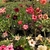 Kit com 10 mudas de Rosa do Deserto de sementes de 20 a 30 cm - Flores simples, dobradas e triplas. Cores variadas
