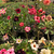 Kit com 30 mudas de Rosa do Deserto de sementes de 20 a 30 cm - Flores simples, dobradas e triplas. Cores variadas