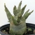 Muda Adenium Arabicum - Emerald Crown - loja online