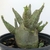 Muda Adenium Arabicum - Emerald Crown - comprar online