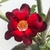Planta adulta de Rosa do Deserto de semente com flor simples vermelha - comprar online