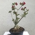 Planta adulta de Rosa do Deserto de semente com flor simples vermelha