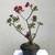 Planta adulta de Rosa do Deserto de semente com flor simples vermelha na internet