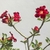 Planta adulta de Rosa do Deserto de semente com flor simples vermelha - RD Garden Center | Rosas do Deserto e Flor do Deserto