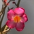 Imagem do Planta adulta de Rosa do Deserto ARABICUM de semente com flor simples rosa
