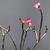 Planta adulta de Rosa do Deserto ARABICUM de semente com flor simples rosa - RD Garden Center | Rosas do Deserto e Flor do Deserto