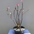 Planta adulta de Rosa do Deserto ARABICUM de semente com flor simples rosa na internet