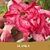 Muda Jovem de Rosa do Deserto de enxerto com flor Dobrada na cor Vermelha Matizada- ALASKA