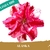 Muda Jovem de Rosa do Deserto de enxerto com flor Dobrada na cor Vermelha Matizada- ALASKA - comprar online